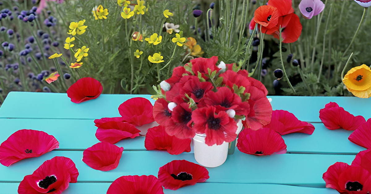 Californian Poppy Mixed Seeds – Vibrant, Colorful Blooms for Home Garden, Balcony & Terrace SRI SAI FORESTRY