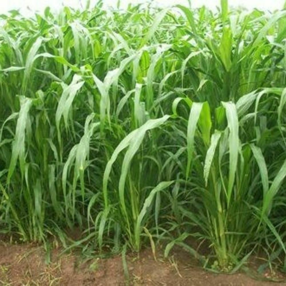 Punjabi Grass Seeds for Goat Multi Cut Grass SRI SAI FORESTRY