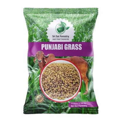 Punjabi Grass Seeds for Goat Multi Cut Grass SRI SAI FORESTRY