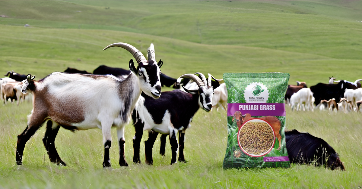 Punjabi Grass Seeds for Goat Multi Cut Grass SRI SAI FORESTRY