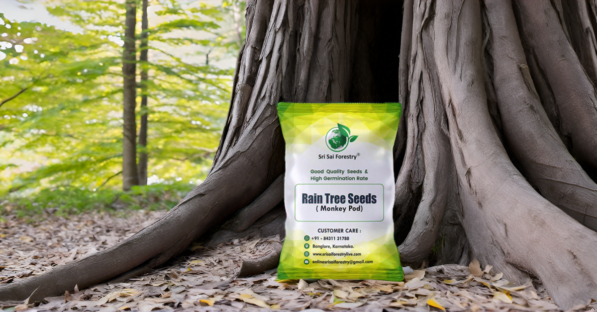 Rain Tree Seeds (Albizia Saman / Monkey Pod) – Premium Quality SRI SAI FORESTRY