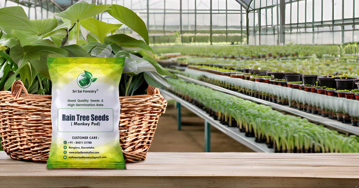 Rain Tree Seeds (Albizia Saman / Monkey Pod) – Premium Quality SRI SAI FORESTRY