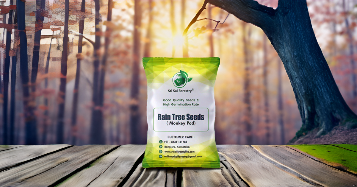 Rain Tree Seeds (Albizia Saman / Monkey Pod) – Premium Quality SRI SAI FORESTRY