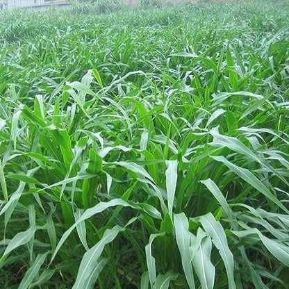 Red Napier Grass Seeds for Animal Fodder SRI SAI FORESTRY