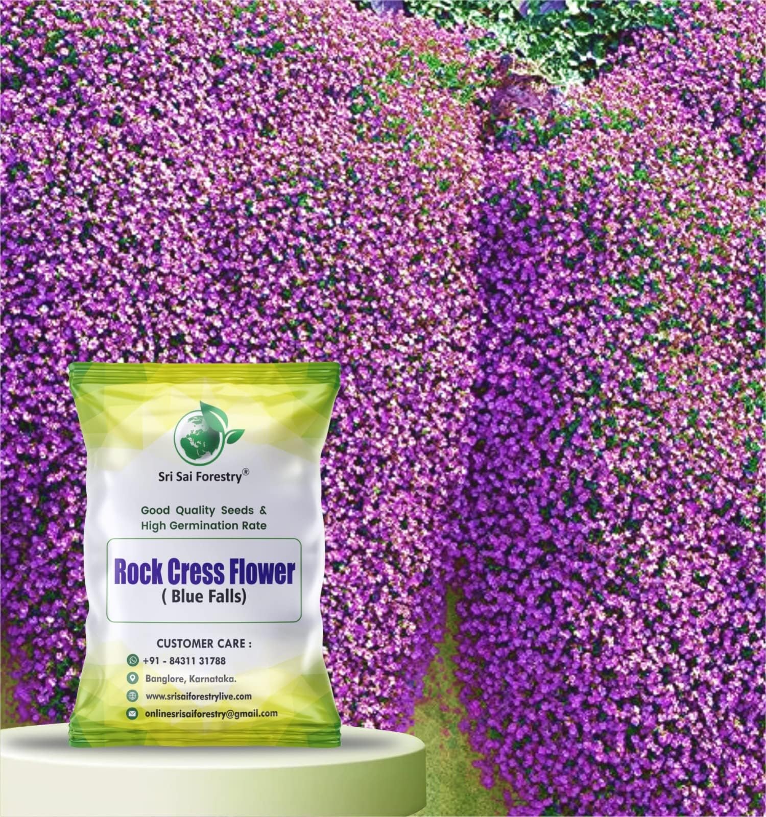RockCress Cascade Purple Blue Ground Cover Flower Seeds SRI SAI FORESTRY