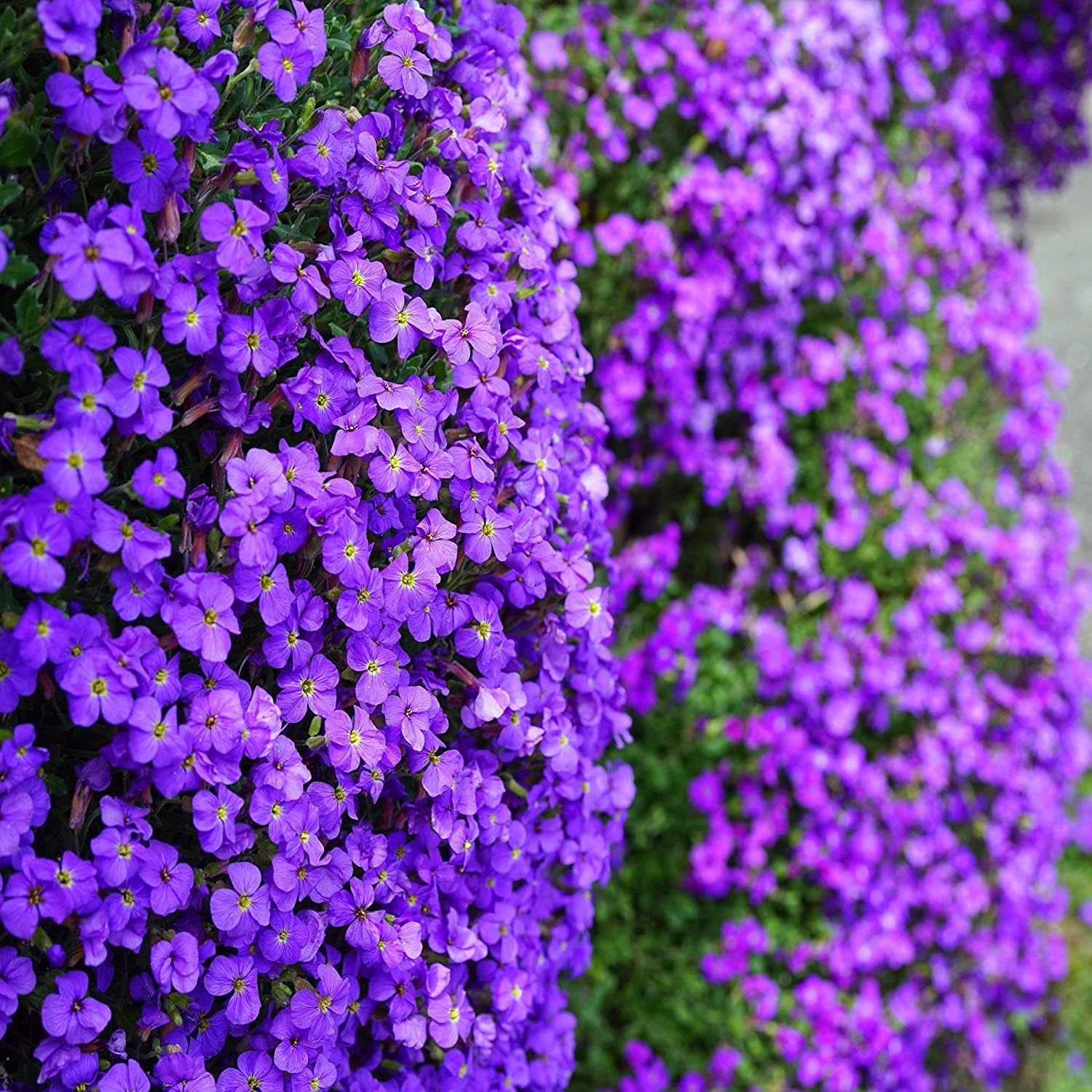 RockCress Cascade Purple Blue Ground Cover Flower Seeds SRI SAI FORESTRY