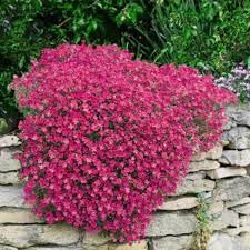 RockCress Cascade Purple Blue Ground Cover Flower Seeds SRI SAI FORESTRY