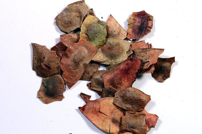 Rosewood Tree Seeds (Dalbergia, Sheesham) – Premium Quality for Agriculture and Plantation Farming SRI SAI FORESTRY