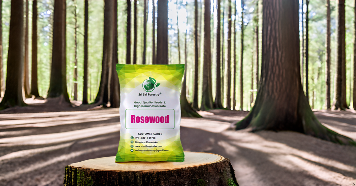 Rosewood Tree Seeds (Dalbergia, Sheesham) – Premium Quality for Agriculture and Plantation Farming SRI SAI FORESTRY