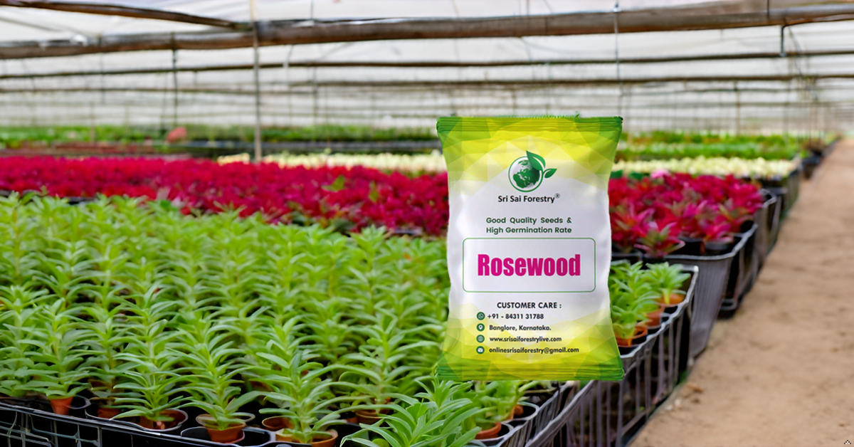 Rosewood Tree Seeds (Dalbergia, Sheesham) – Premium Quality for Agriculture and Plantation Farming SRI SAI FORESTRY