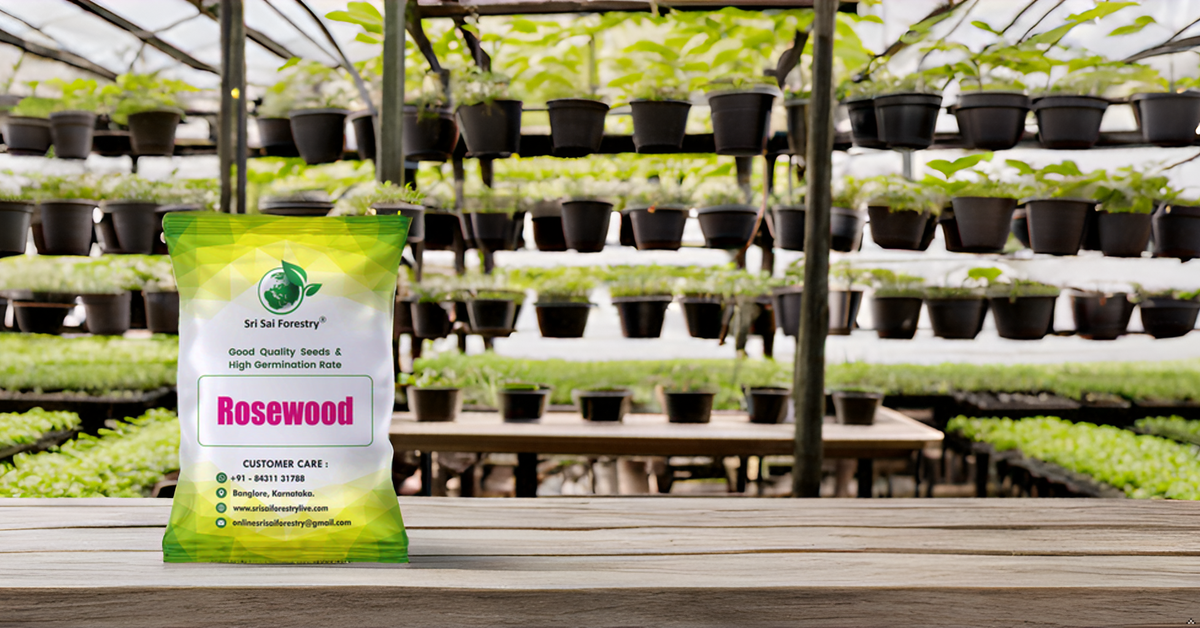 Rosewood Tree Seeds (Dalbergia, Sheesham) – Premium Quality for Agriculture and Plantation Farming SRI SAI FORESTRY