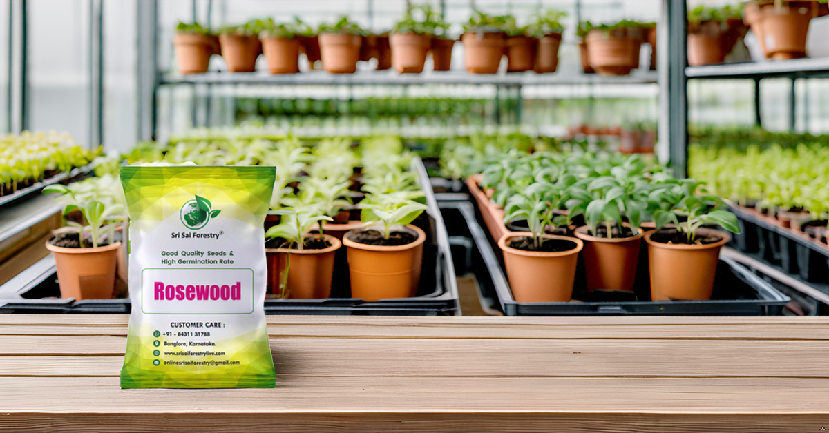 Rosewood Tree Seeds (Dalbergia, Sheesham) – Premium Quality for Agriculture and Plantation Farming SRI SAI FORESTRY