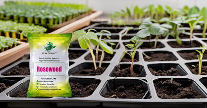 Rosewood Tree Seeds (Dalbergia, Sheesham) – Premium Quality for Agriculture and Plantation Farming SRI SAI FORESTRY
