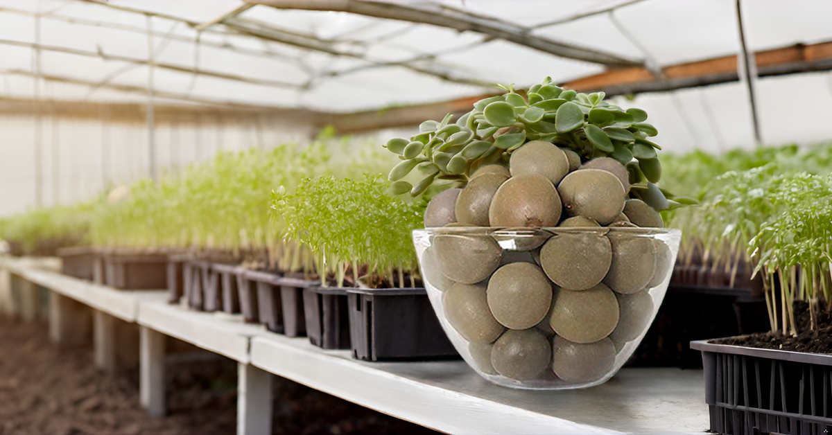 SagarGota (Fever Nut) Seeds – Karanjwa | Caesalpinia Bonducella | Gajkai | Kalarchikai SRI SAI FORESTRY