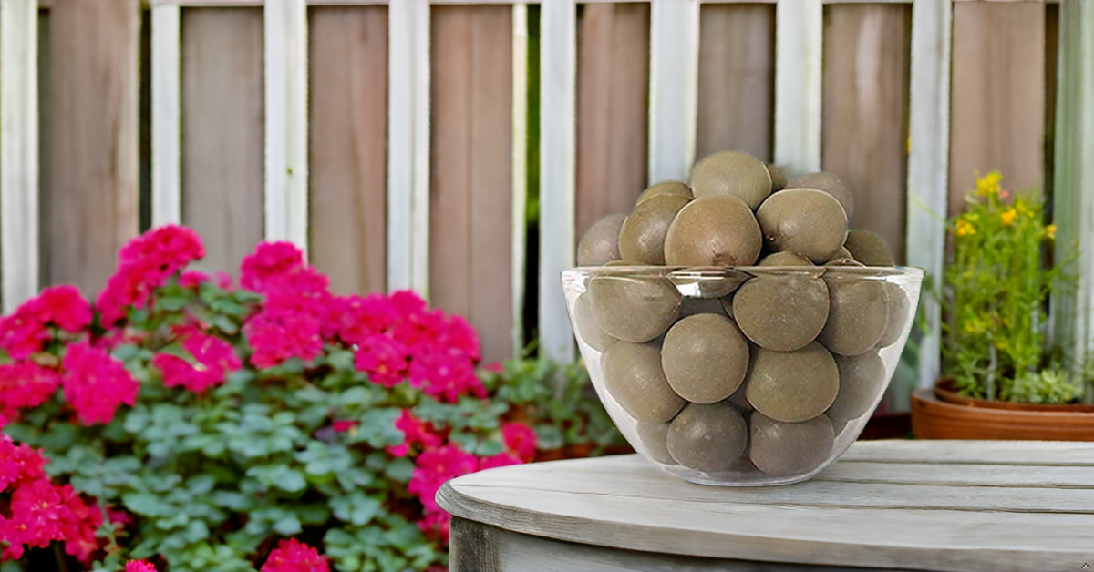 SagarGota (Fever Nut) Seeds – Karanjwa | Caesalpinia Bonducella | Gajkai | Kalarchikai SRI SAI FORESTRY