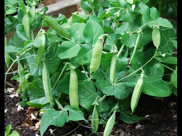 Green Peas Seeds for Planting, Matar Vatana Pattani Pachi Batani Vegetable Seeds for Home Kitchen Terrace Balcony Garden SRI SAI FORESTRY