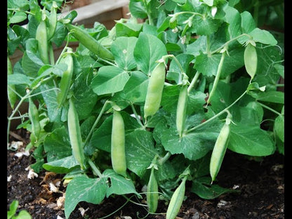 Green Peas Seeds for Planting, Matar Vatana Pattani Pachi Batani Vegetable Seeds for Home Kitchen Terrace Balcony Garden SRI SAI FORESTRY