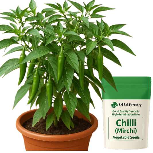 Green Chilli Seeds for Planting (Spicy mirchi sambar mirchi milagai mirapakaya HasiMenasu mirsang) vegetable seeds for Home Garden SRI SAI FORESTRY