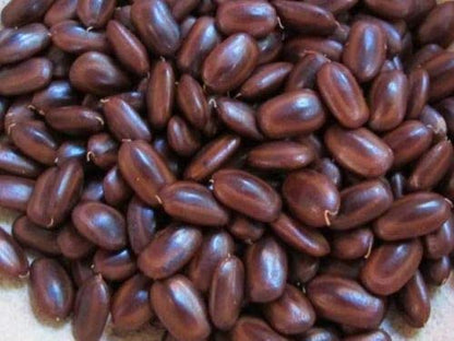 Rain Tree Seeds (Albizia Saman / Monkey Pod) – Premium Quality SRI SAI FORESTRY