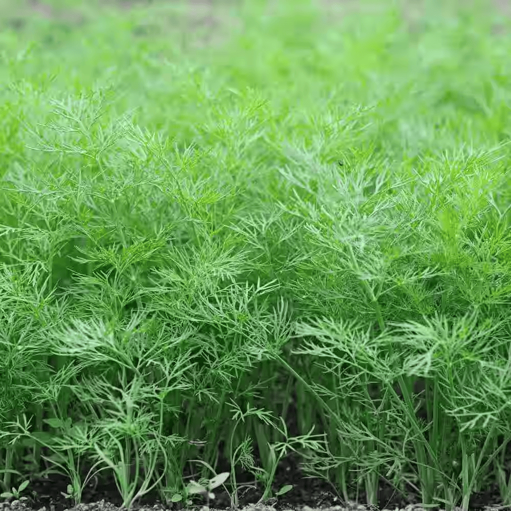 Dill Seeds for Planting, Soya Saag | Dill Leaves | Shepu Shepuchi Bhaji Sabakki Leaf Vegetable Seed for Home Kitchen Terrace Balcony Garden SRI SAI FORESTRY