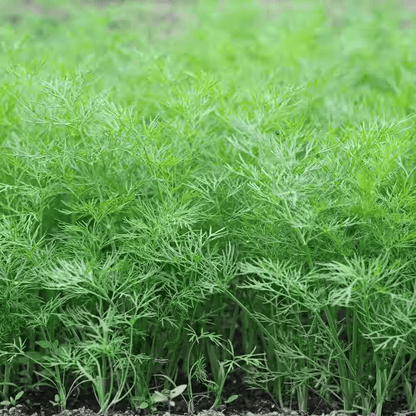 Dill Seeds for Planting, Soya Saag | Dill Leaves | Shepu Shepuchi Bhaji Sabakki Leaf Vegetable Seed for Home Kitchen Terrace Balcony Garden SRI SAI FORESTRY