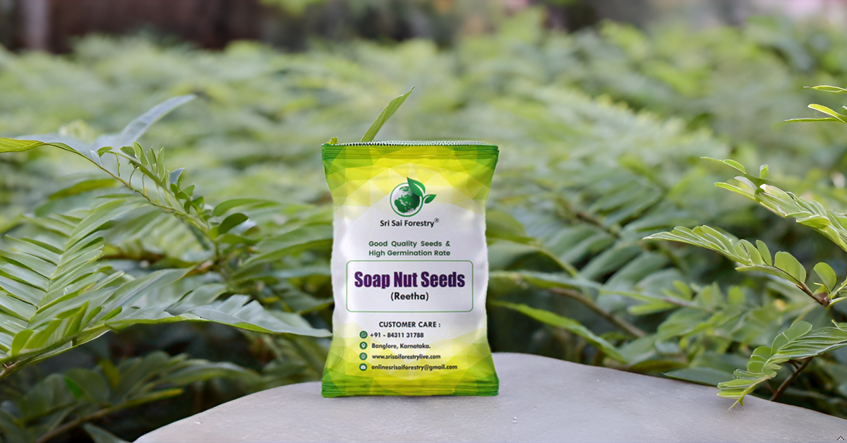 Soap Nut Tree Seeds (Sapindus Marginatus), Indian Reetha Seed for Home Use and Planting SRI SAI FORESTRY
