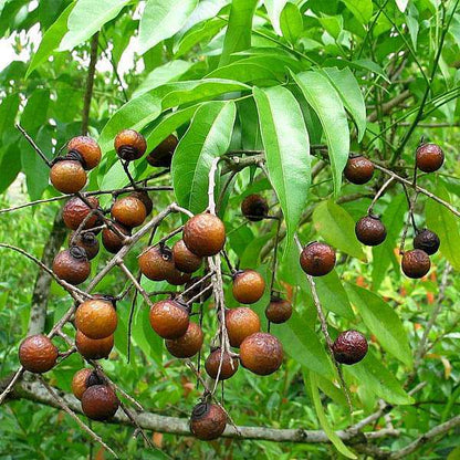 Soap Nut Tree Seeds (Sapindus Marginatus), Indian Reetha Seed for Home Use and Planting SRI SAI FORESTRY