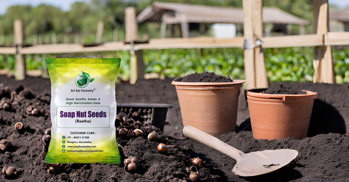 Soap Nut Tree Seeds (Sapindus Marginatus), Indian Reetha Seed for Home Use and Planting SRI SAI FORESTRY