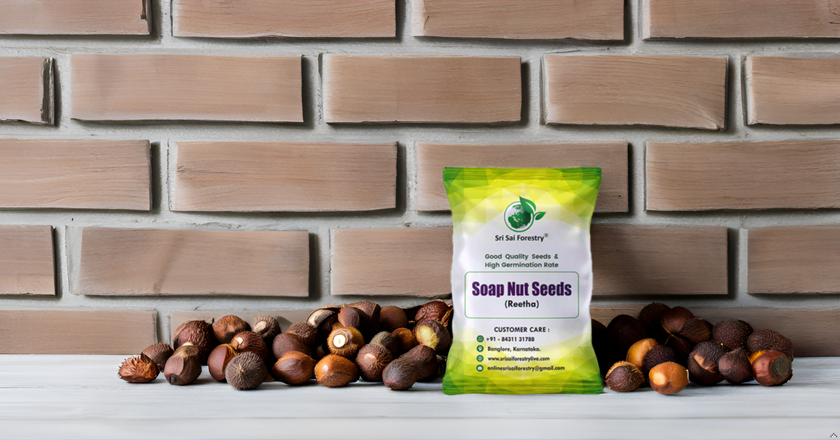 Soap Nut Tree Seeds (Sapindus Marginatus), Indian Reetha Seed for Home Use and Planting SRI SAI FORESTRY