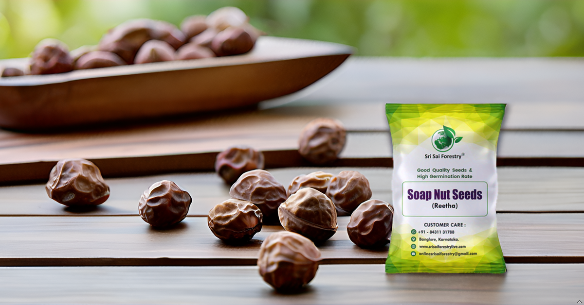 Soap Nut Tree Seeds (Sapindus Marginatus), Indian Reetha Seed for Home Use and Planting SRI SAI FORESTRY