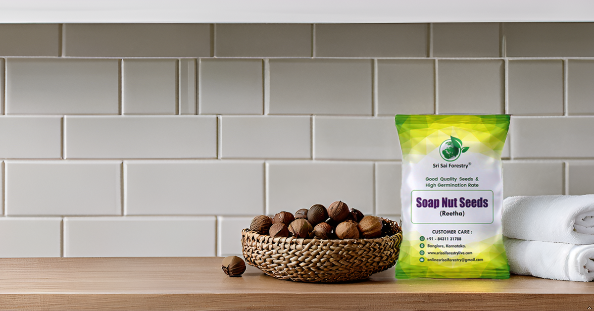 Soap Nut Tree Seeds (Sapindus Marginatus), Indian Reetha Seed for Home Use and Planting SRI SAI FORESTRY