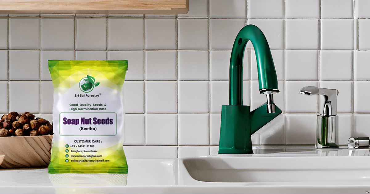Soap Nut Tree Seeds (Sapindus Marginatus), Indian Reetha Seed for Home Use and Planting SRI SAI FORESTRY