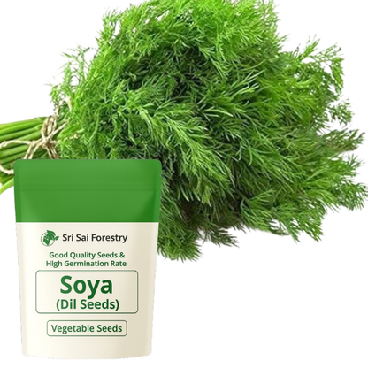 Dill Seeds for Planting, Soya Saag | Dill Leaves | Shepu Shepuchi Bhaji Sabakki Leaf Vegetable Seed for Home Kitchen Terrace Balcony Garden SRI SAI FORESTRY