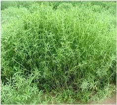 Stylo Hamata Grass Seeds for Animal Fodder | Stylo Hamata Grass SRI SAI FORESTRY