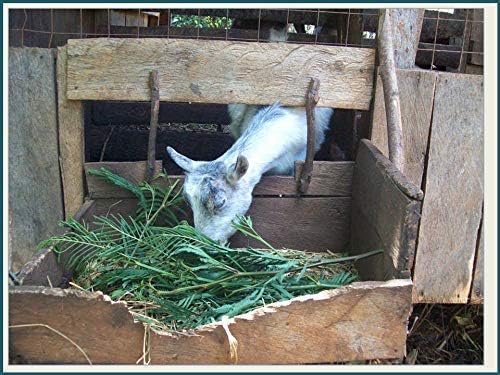 Subabul Seeds for Animal Fodder and Green Manure SRI SAI FORESTRY