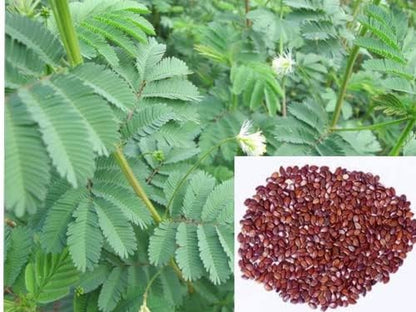 Subabul Seeds for Animal Fodder and Green Manure SRI SAI FORESTRY