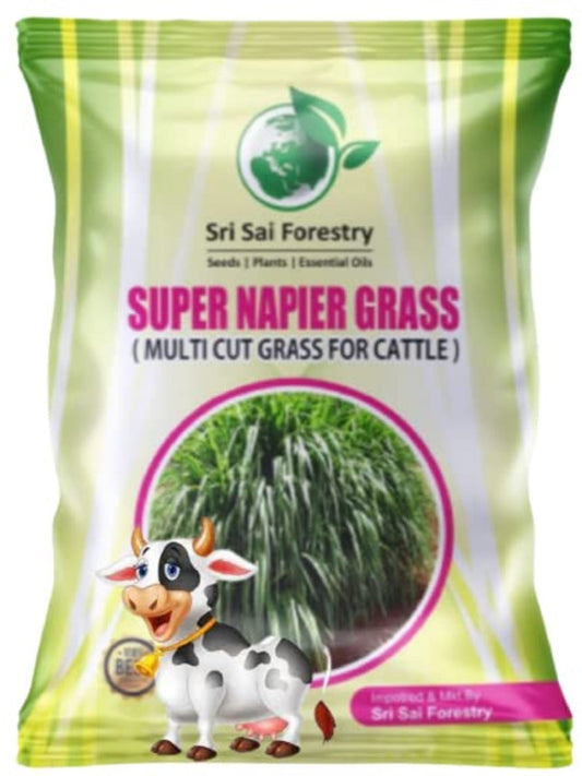 Super Napier Grass Seeds for Cattle | High Yield Hybrid Multi Cut Grass SRI SAI FORESTRY