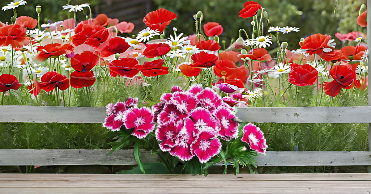 Sweet William Flower Seed Mix – Beautiful Colorful Blooms for Balcony, Terrace, & Garden SRI SAI FORESTRY