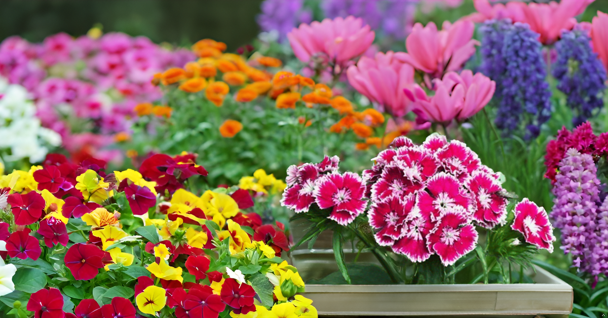 Sweet William Flower Seed Mix – Beautiful Colorful Blooms for Balcony, Terrace, & Garden SRI SAI FORESTRY