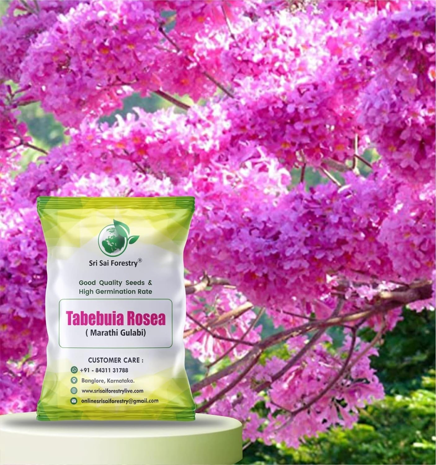 Tabebuia Rosea (Marathi Gulabi) Seeds – Pink Trumpet Tree for Stunning Blooms SRI SAI FORESTRY