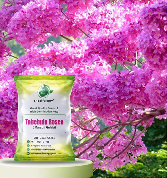 Tabebuia Rosea (Marathi Gulabi) Seeds – Pink Trumpet Tree for Stunning Blooms SRI SAI FORESTRY
