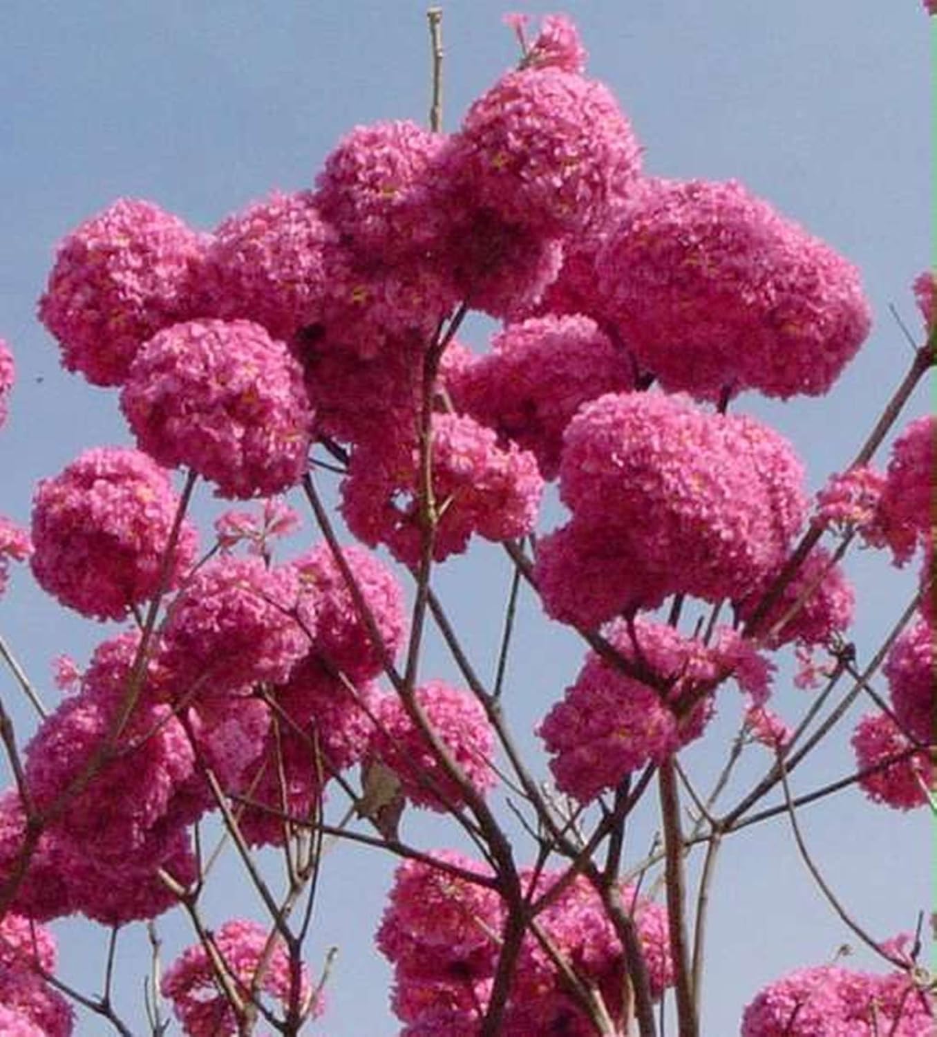 Tabebuia Rosea (Marathi Gulabi) Seeds – Pink Trumpet Tree for Stunning Blooms SRI SAI FORESTRY