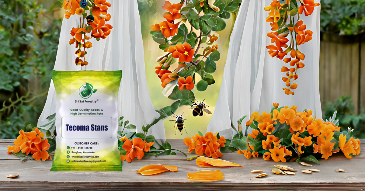 Tecoma Stans Flower Tree Seeds Perfect for Avenue Planting, Live Fencing, & Garden Landscaping SRI SAI FORESTRY