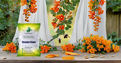 Tecoma Stans Flower Tree Seeds Perfect for Avenue Planting, Live Fencing, & Garden Landscaping SRI SAI FORESTRY