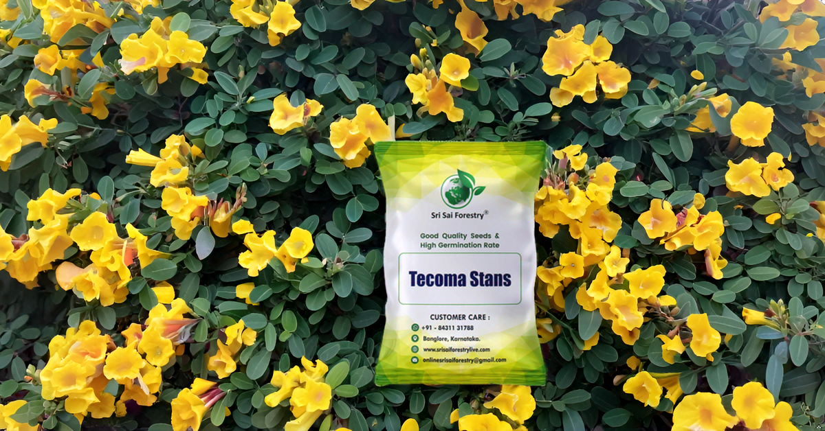 Tecoma Stans Flower Tree Seeds Perfect for Avenue Planting, Live Fencing, & Garden Landscaping SRI SAI FORESTRY