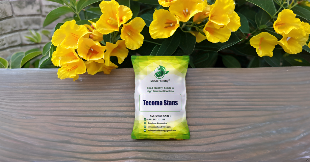 Tecoma Stans Flower Tree Seeds Perfect for Avenue Planting, Live Fencing, & Garden Landscaping SRI SAI FORESTRY