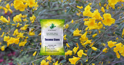 Tecoma Stans Flower Tree Seeds Perfect for Avenue Planting, Live Fencing, & Garden Landscaping SRI SAI FORESTRY