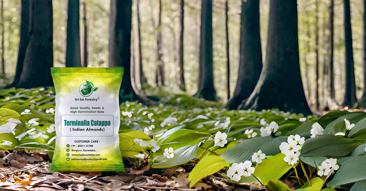 Terminalia Catappa Seeds, Indian Almond Tree Seed SRI SAI FORESTRY