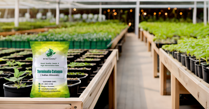 Terminalia Catappa Seeds, Indian Almond Tree Seed SRI SAI FORESTRY