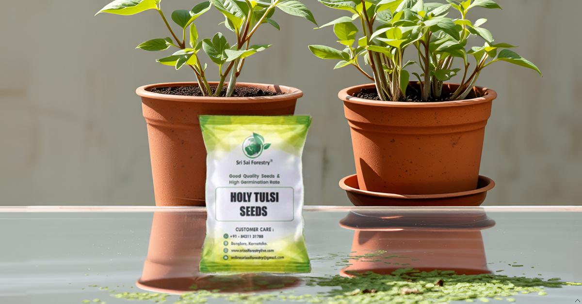 Natural  Krishna Holy Tulsi Seeds for Planting SRI SAI FORESTRY